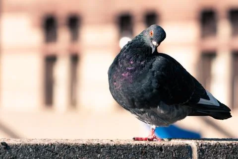 Pigeon resting on a ledge Stock Photos