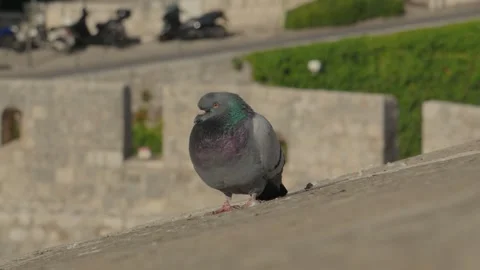 Pigeon resting quietly on a stone ledge at a historic site in bright daylight Stock Footage 313731565