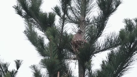 Pigeon resting on a tree. Concept of animals and nature. Stock Footage 225586924