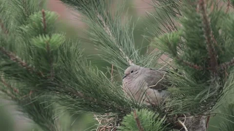 Pigeon resting on a tree. Concept of animals and nature. Stock Footage 225587046