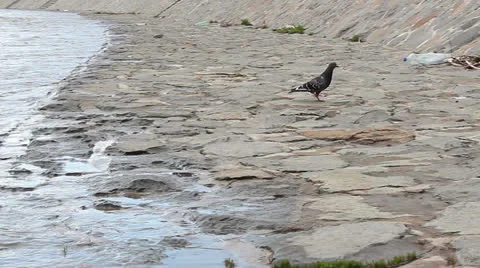 Pigeon by the river Stock-Footage 22897805