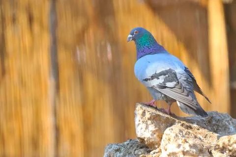 Pigeon on rocks Stock Photos