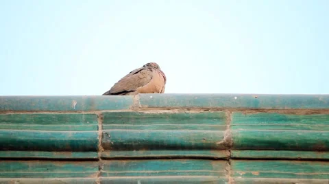 Pigeon on the roof Stock Footage 2959660