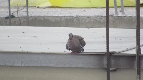 A pigeon on the roofs of a house Vidéo 157811622