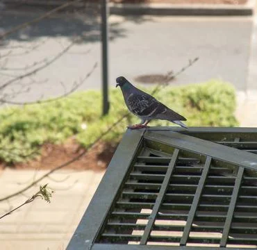 Pigeon on a roost Stock Photos