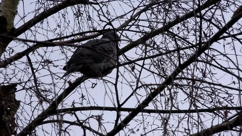Pigeon roosting in branches of tree evening 4K Video stock 101847300