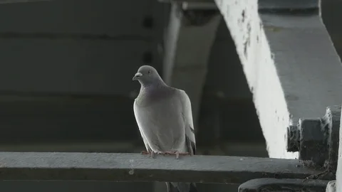 Pigeon Roosts in Bridge Stock-Footage 98672912