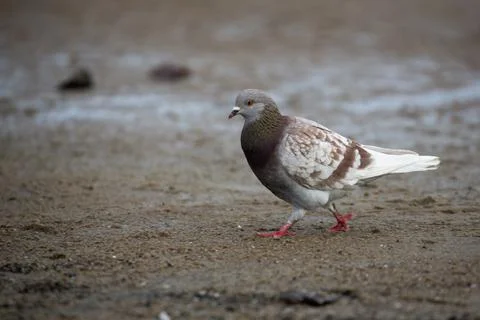 Pigeon in the run Stock Photos