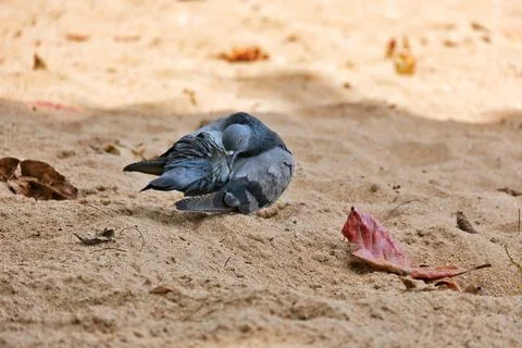 Pigeon on the sandy beach Stock Photos
