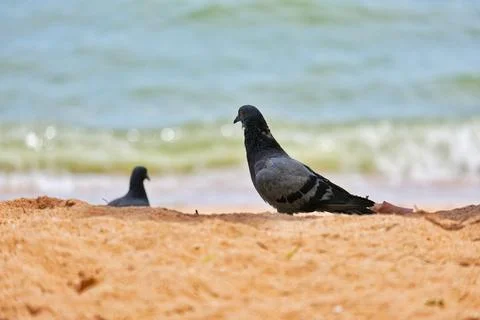 Pigeon on the sandy beach Stock Photos