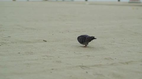 Pigeon On Sandy Beach, Slow Motion Stock Footage 125963957