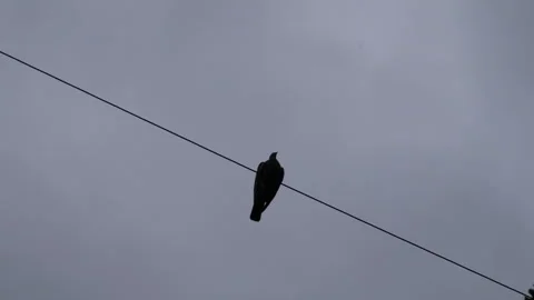 Pigeon sat on Phone wire Seq A Pt1 of 2 Stock Footage 240705702