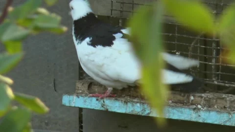 Pigeon scratching itself behind the ear at the entrance to the dovecote 스톡 동영상 223280895
