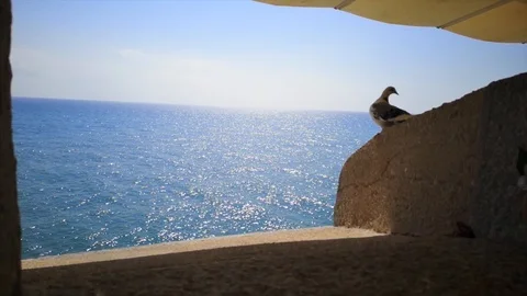 Pigeon & sea Stock Footage