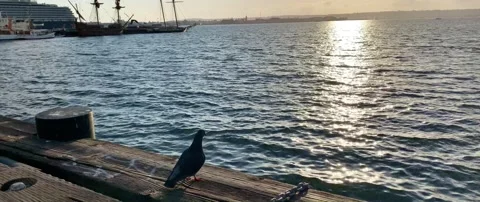 Pigeon by the sea Stock Footage 133368369