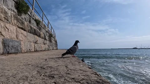 Pigeon by the Sea Video stock 233198778