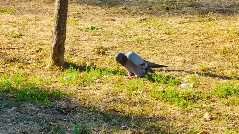 Pigeon Searching Grass Stock Footage 297337091