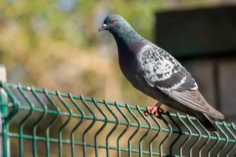 Pigeon with selective focus Stock Photos