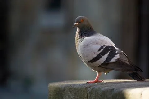 Pigeon with selective focus Stock Photos