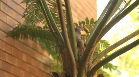 Pigeon Settling down to Sleep in Tree Fern GFHD Vídeos de archivo 11144838