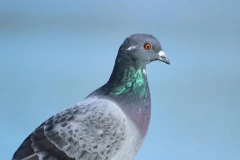 Pigeon side angle Stock Photos