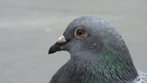 Pigeon Side Stock Footage 98679053