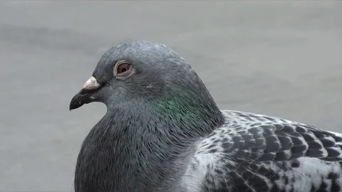 Pigeon Side Stock Footage 98679079