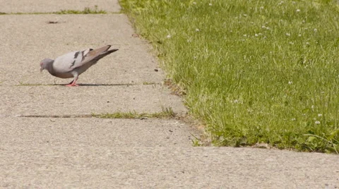 Pigeon on the sidewalk Stock-Footage 5504247
