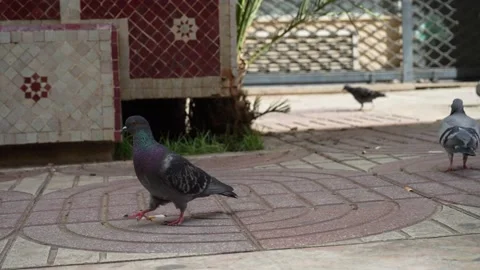 Pigeon on the sidewalk Stock Footage 234419926