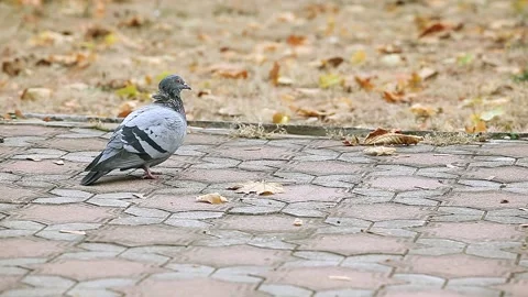 Pigeon on the sidewalk in the park pecking at bread crumbs. Stock Footage 153806313