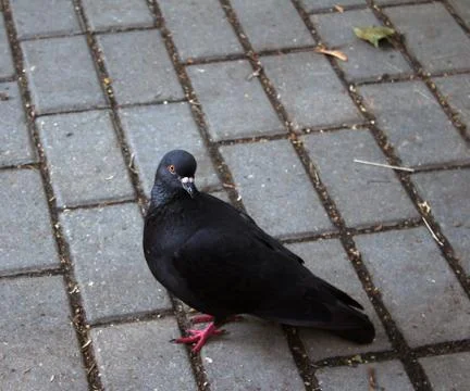 Pigeon on sidewalk Stock-Fotos