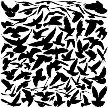 Pigeon silhouettes Illustrazione stock