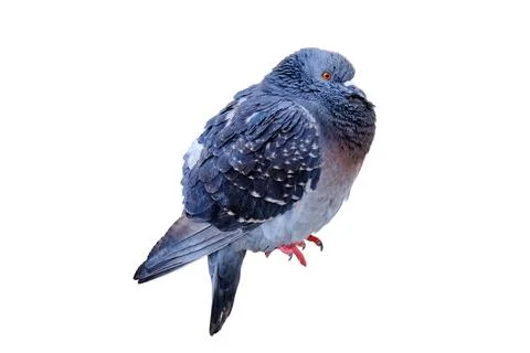 A pigeon sits on the back of a chair, isolated on a white background Stock Photos