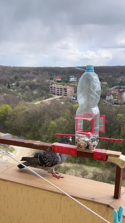 	A pigeon sits on a balcony railing next to a homemade bird feeder.  Stock Footage 333631832