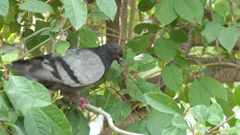 A pigeon sits on a branch . Vídeos de archivo 136863171