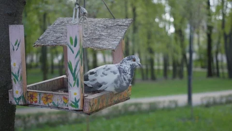 The Pigeon Sits On A Broken Bird Feeder In The Park Bird In The