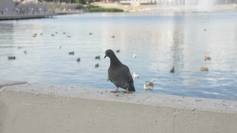 Pigeon Sits on the Edge of the River Stock Footage 134284335