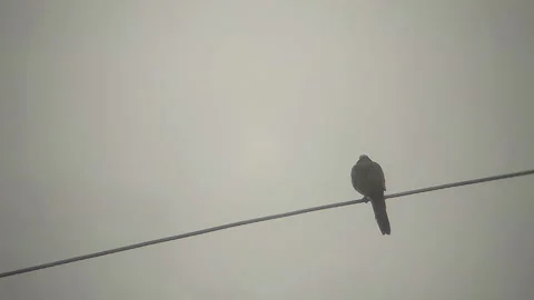 A pigeon sits on electric cable Stock Footage 254451338