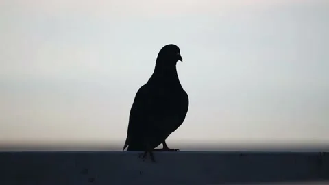 A pigeon sits on the parapet against the background of the evening sky at sunset 스톡 동영상 200025293