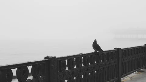 The pigeon sits on the railing Stock Footage 99231266