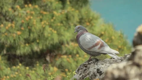 A pigeon sits on the stone against the pine forest and sea Stock Footage 165452845