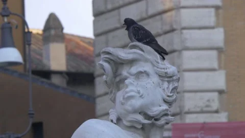 Pigeon Sits On Top Of Statue In Piazza Navona, Rome, Italy Stock Footage 155017673