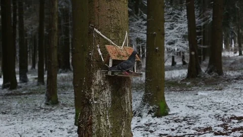 Pigeon sits on the trough Vidéo 83172065