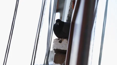 A pigeon sits on the window against the background of a snow-covered city. Stock Footage 308434338