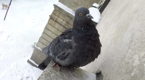 Pigeon sits at a window Stock Footage 56756933