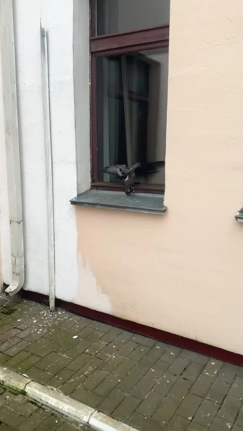 A pigeon sits on a windowsill. A pigeon crashed through a window. Vertical video Stock Footage 287499201