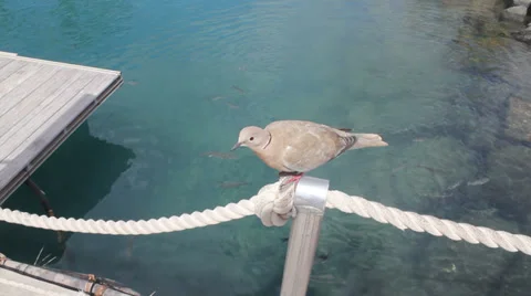Pigeon sitting above ocean Stock Footage 37203733