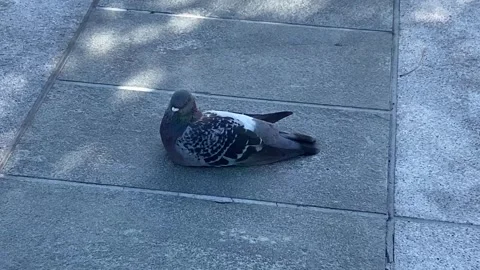 A Pigeon Sitting Down On Concrete Ground 스톡 동영상 331749993