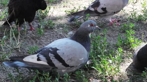 Pigeon Sitting Stock-Footage 52669052