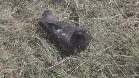 Pigeon sitting on the grass 動画素材 101605980